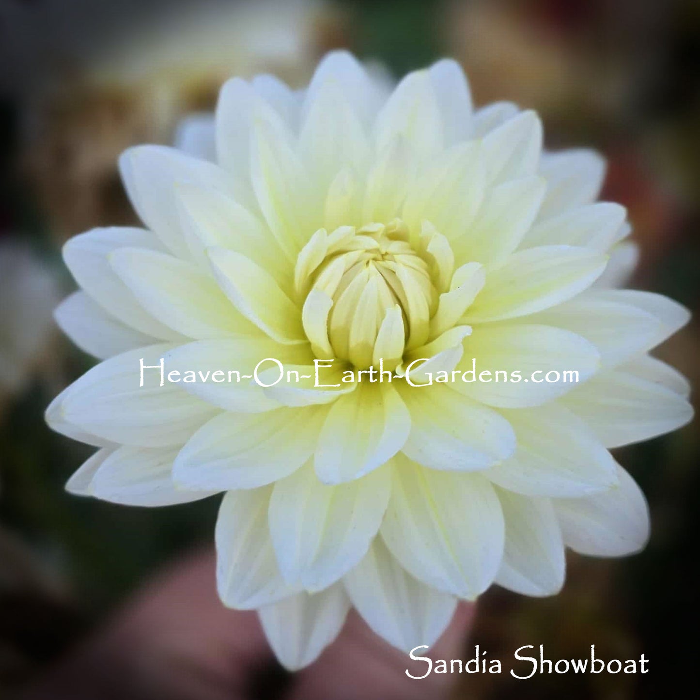 Sandia Showboat