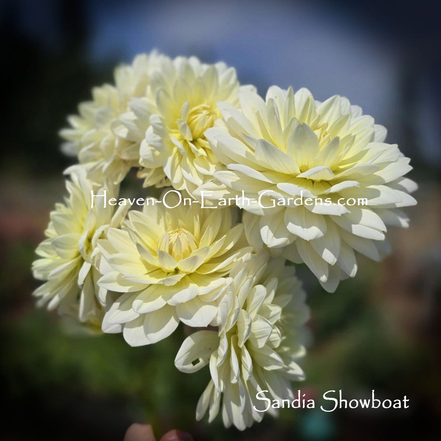 Sandia Showboat
