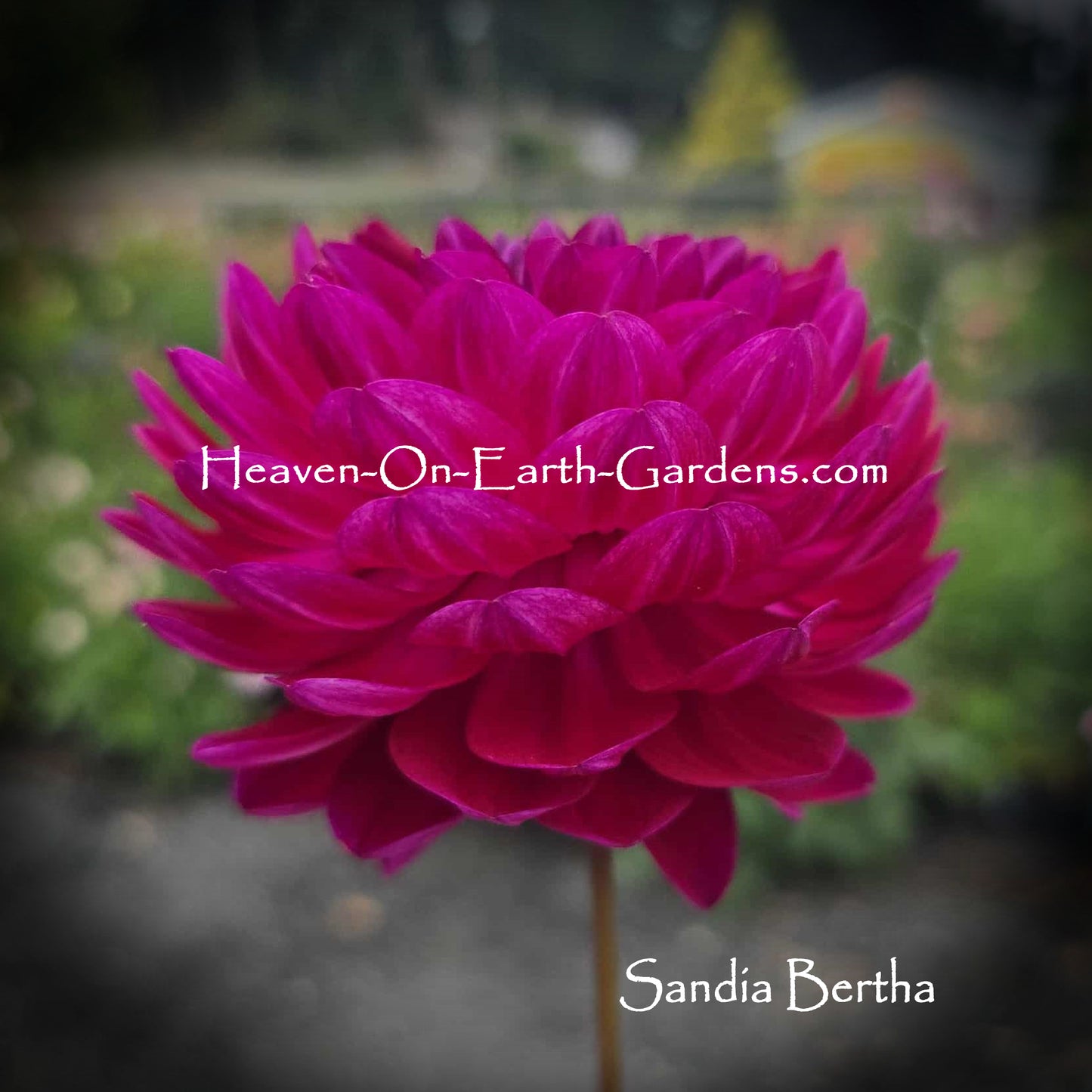 Sandia Bertha