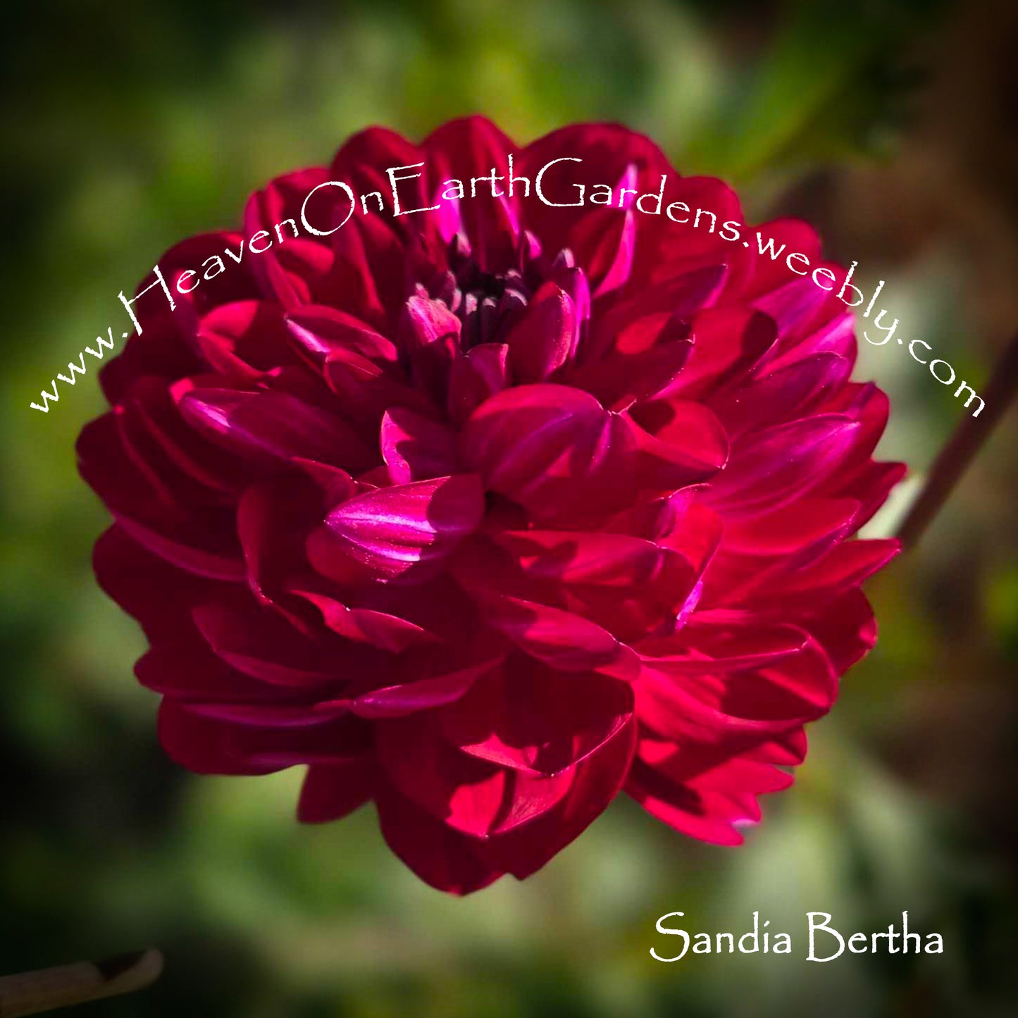 Sandia Bertha