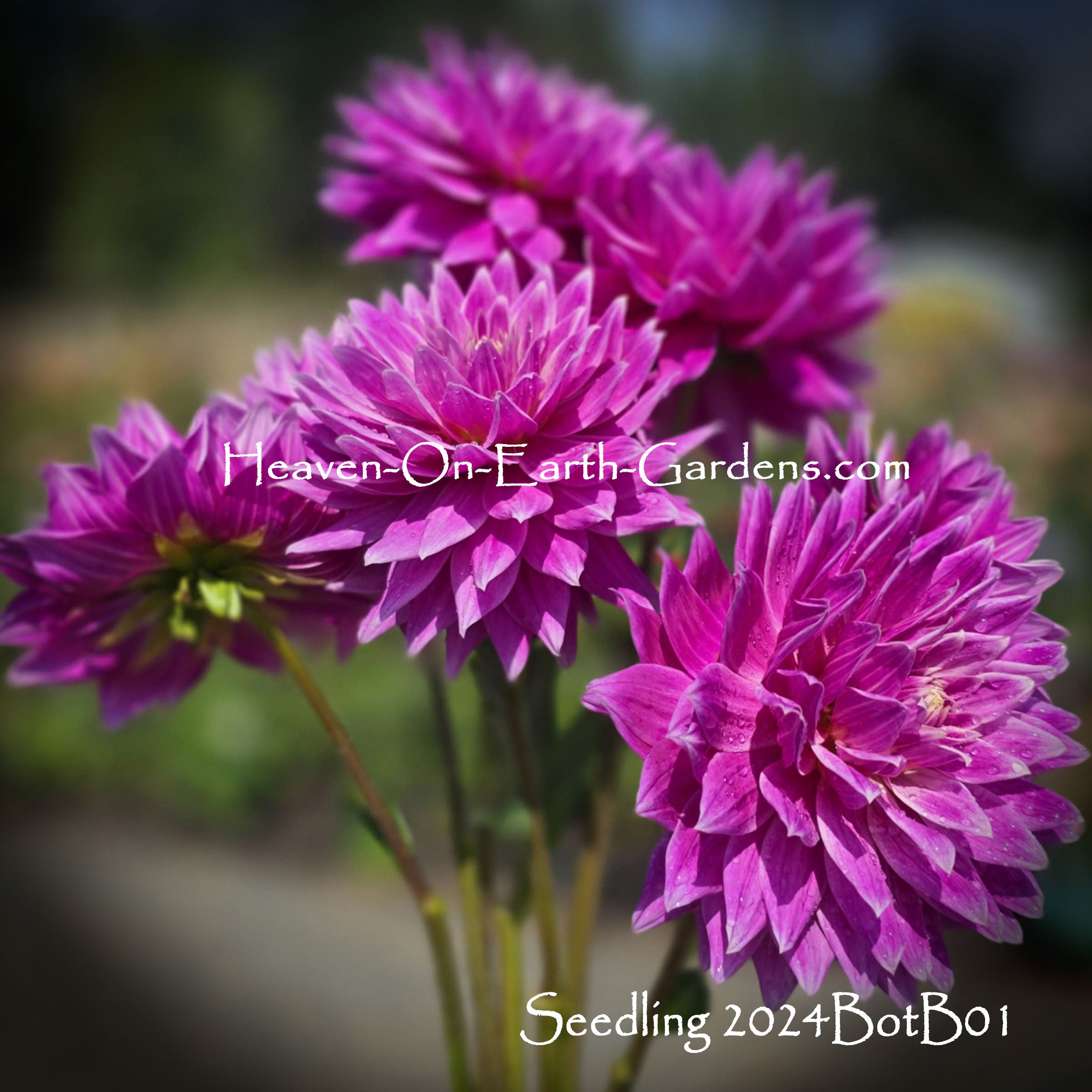 ADS Dahlia Size, Color, and Form List – Heaven On Earth Gardens