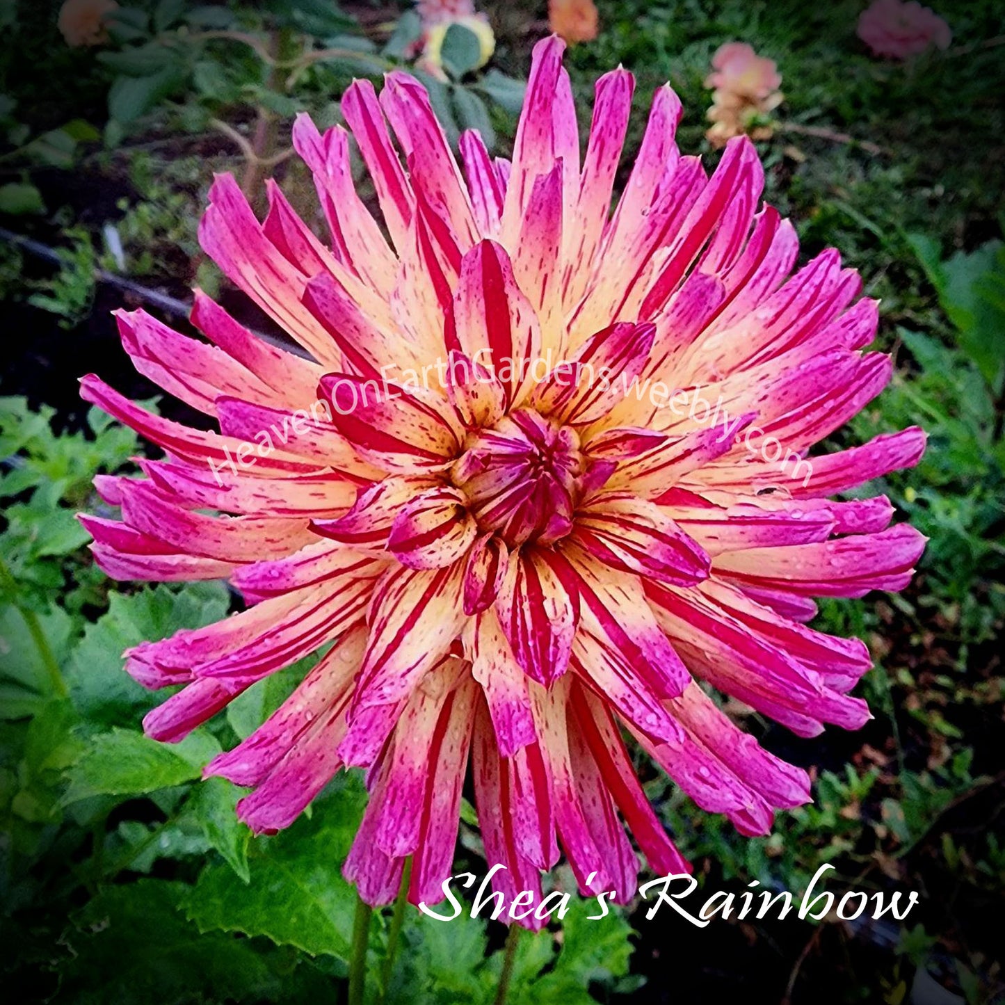 Shea's Rainbow