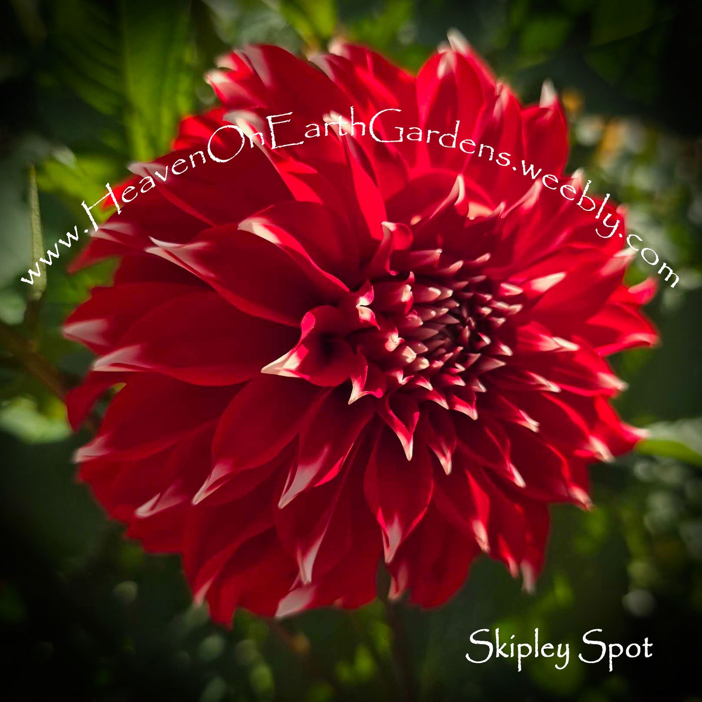 Skipley Spot