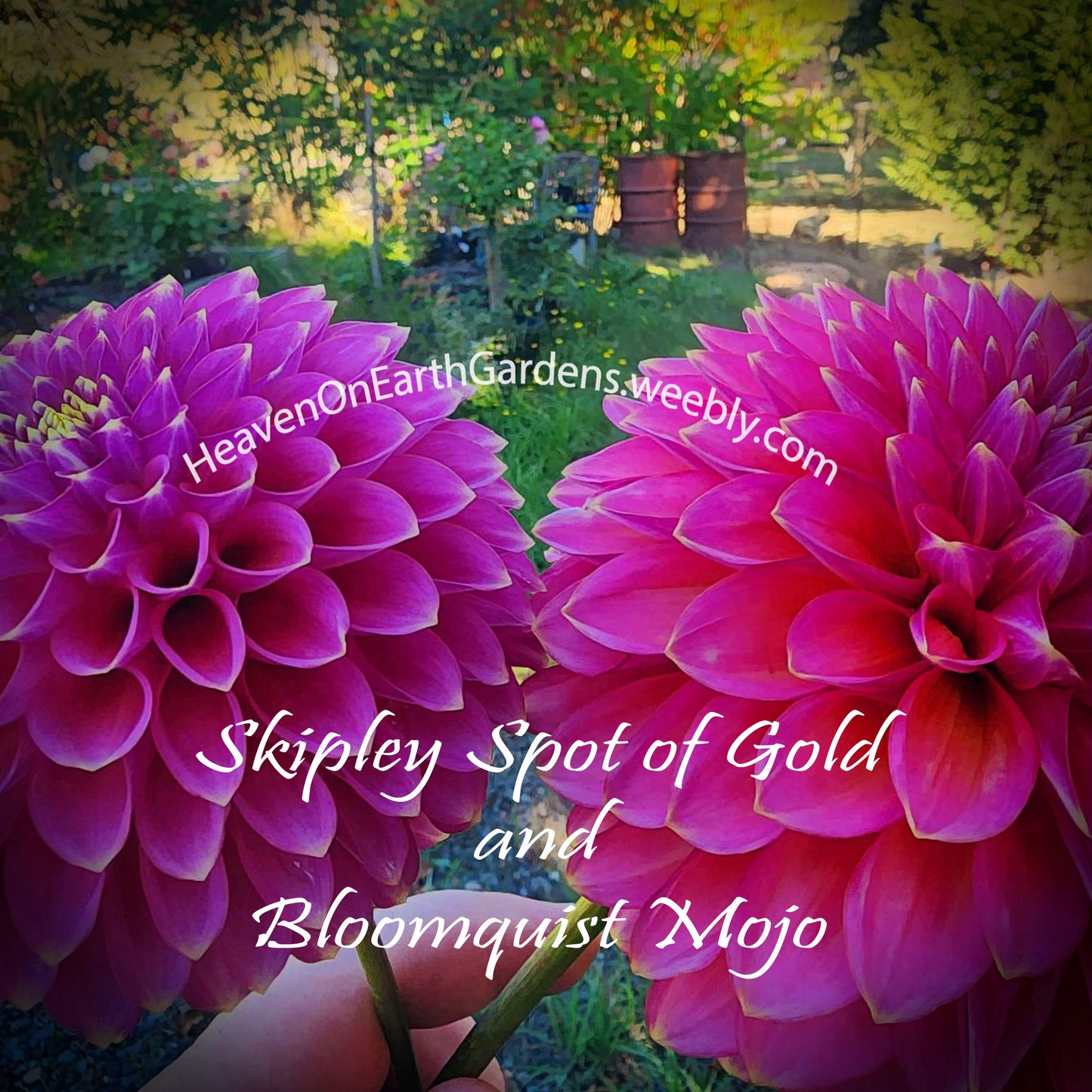 Skipley Spot of Gold