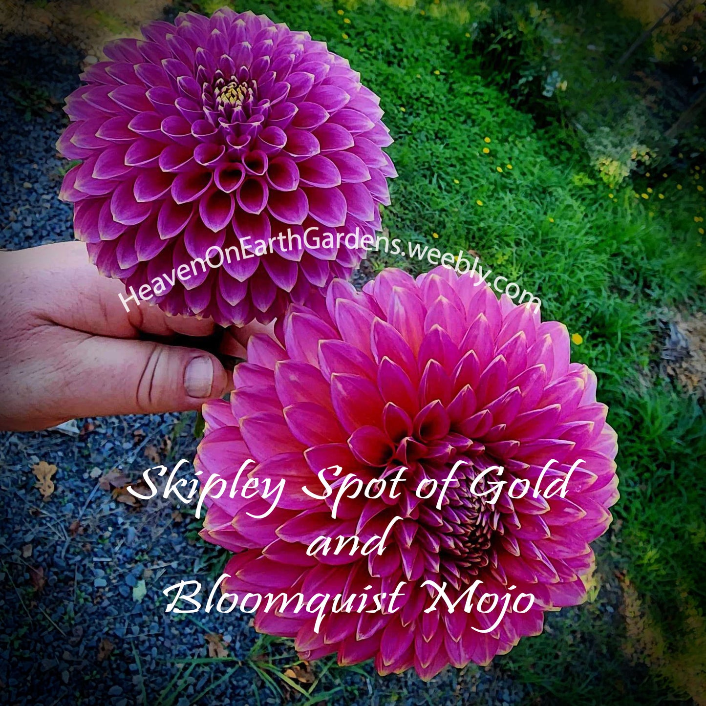 Skipley Spot of Gold