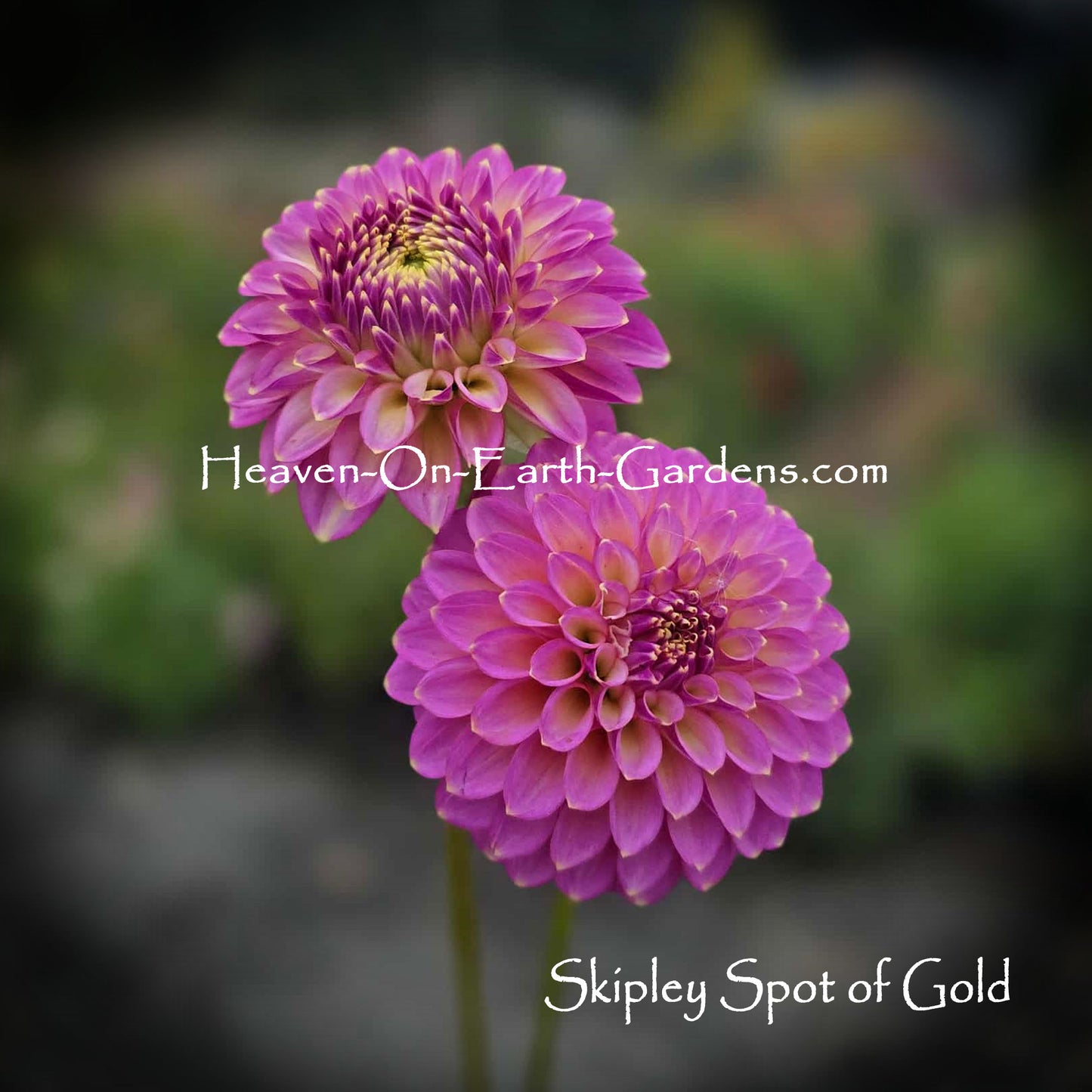 Skipley Spot of Gold