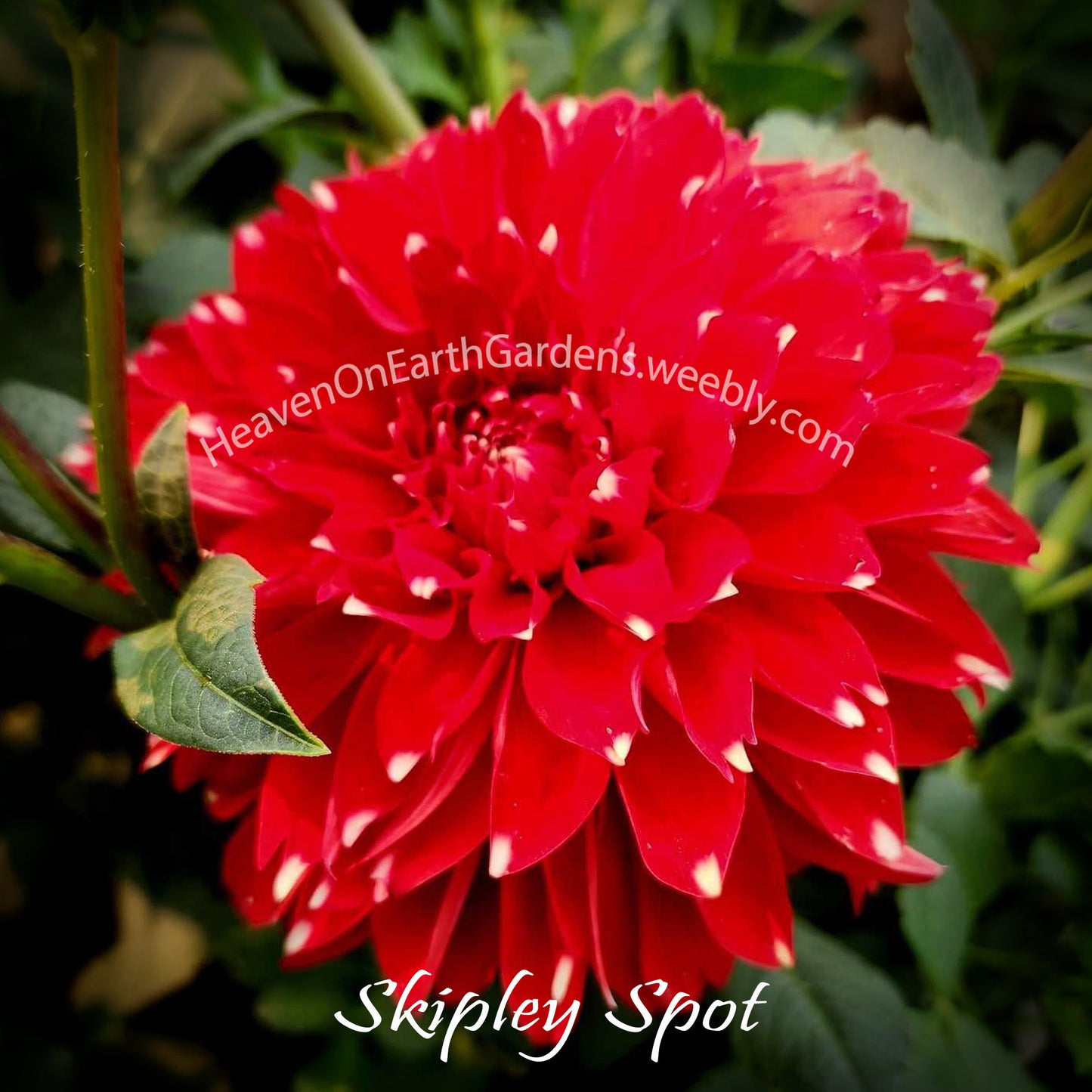 Skipley Spot