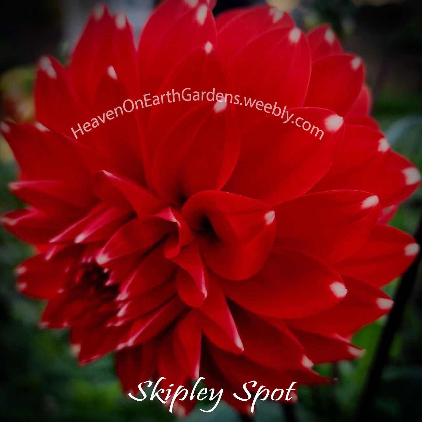 Skipley Spot