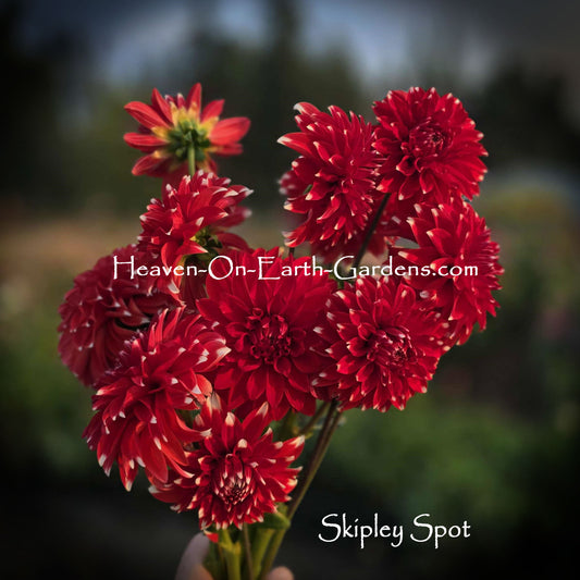 Skipley Spot