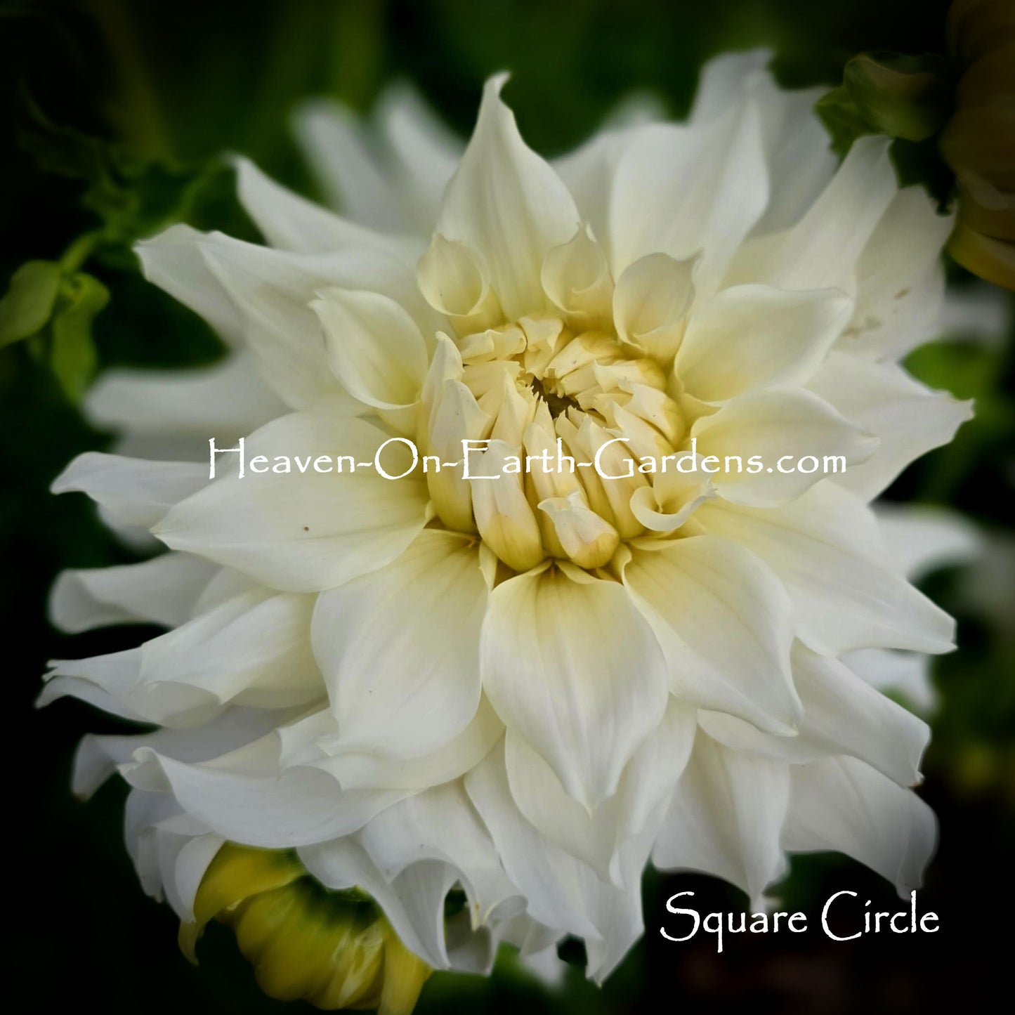 Square Circle