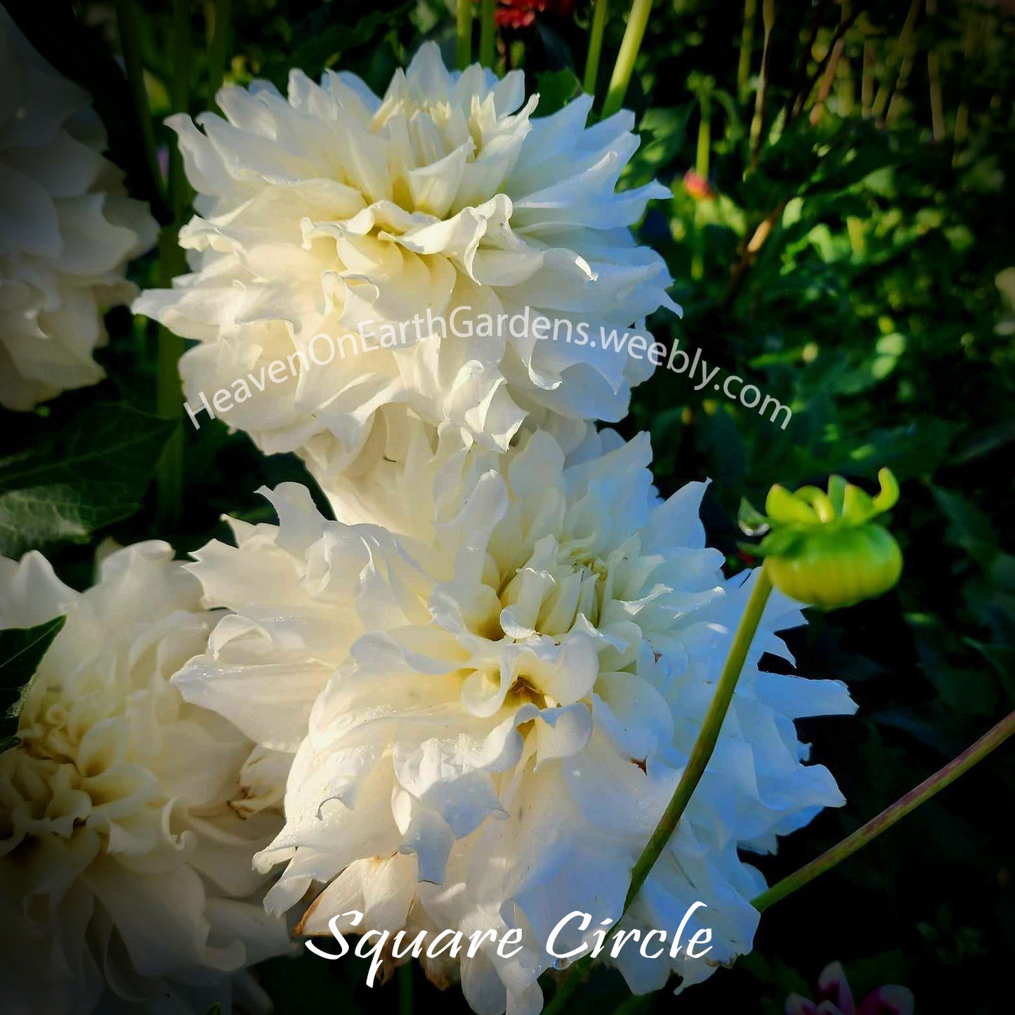 Square Circle