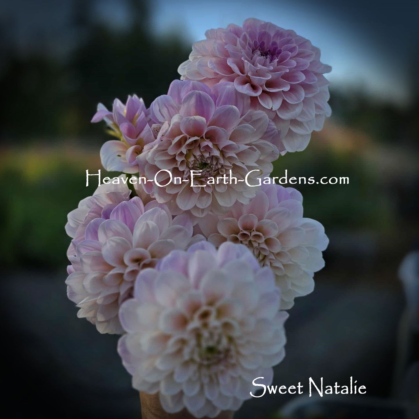 Sweet Nathalie