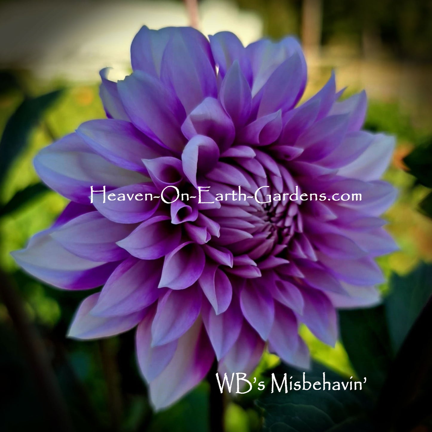 WB's Miss Behavin'