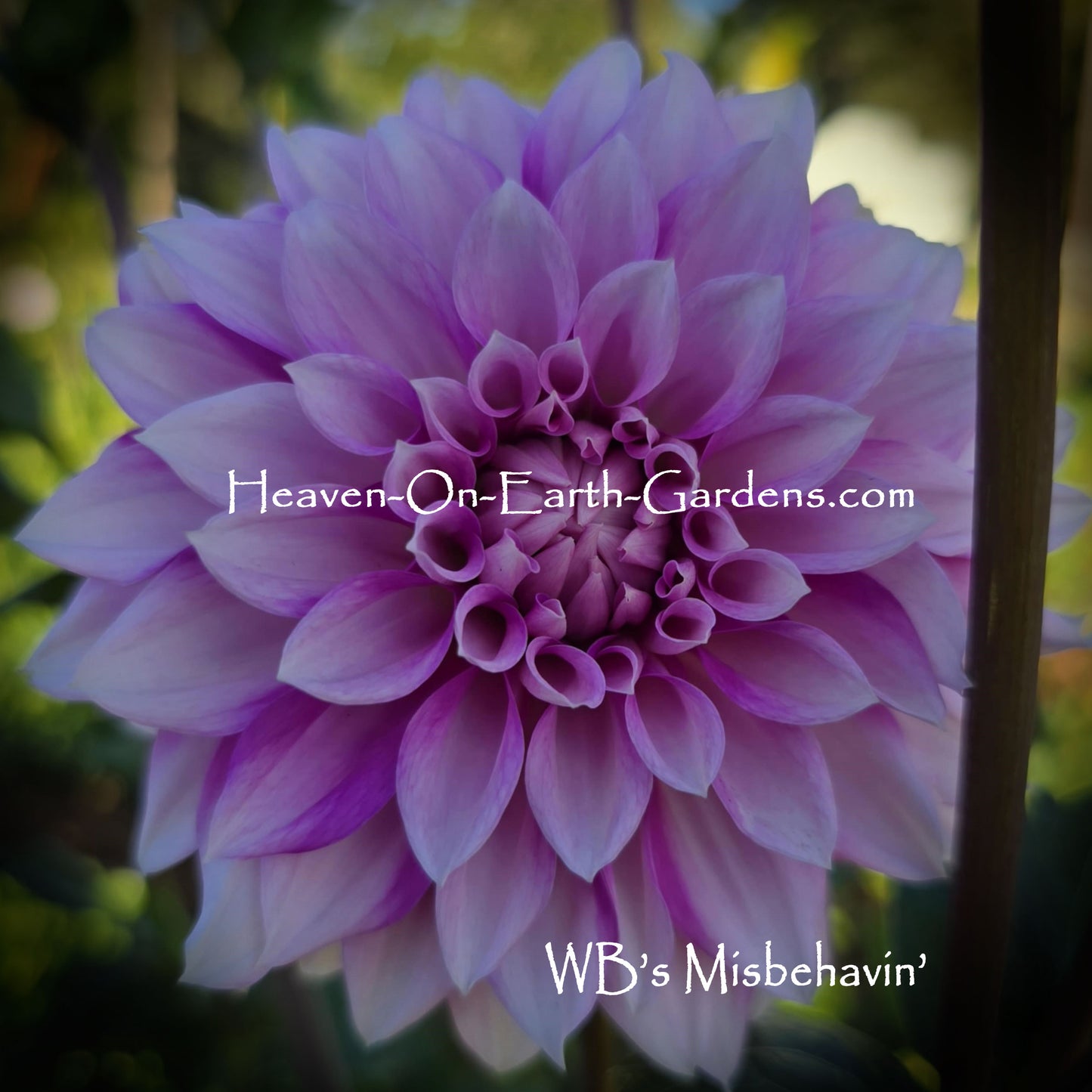 WB's Miss Behavin'