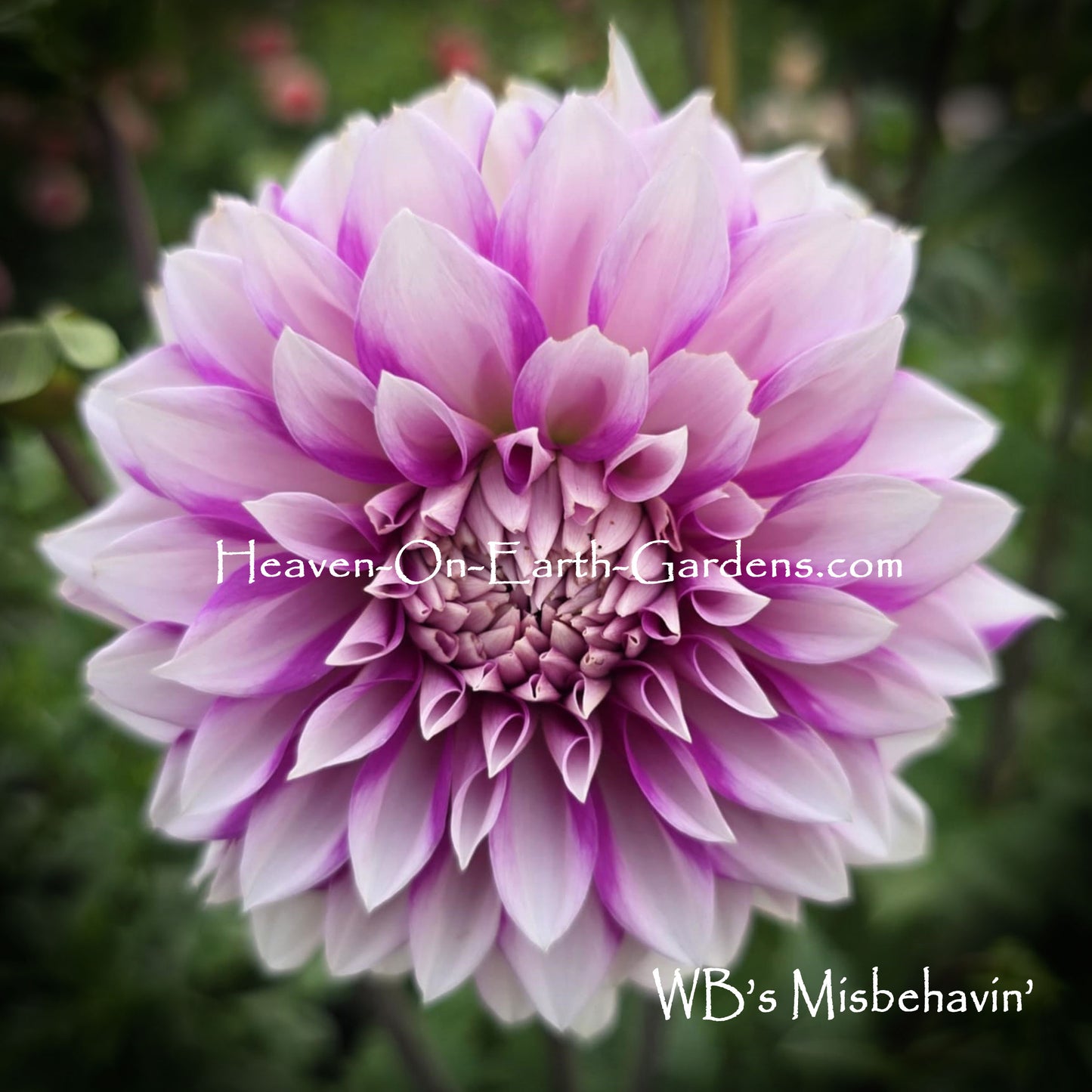 WB's Miss Behavin'
