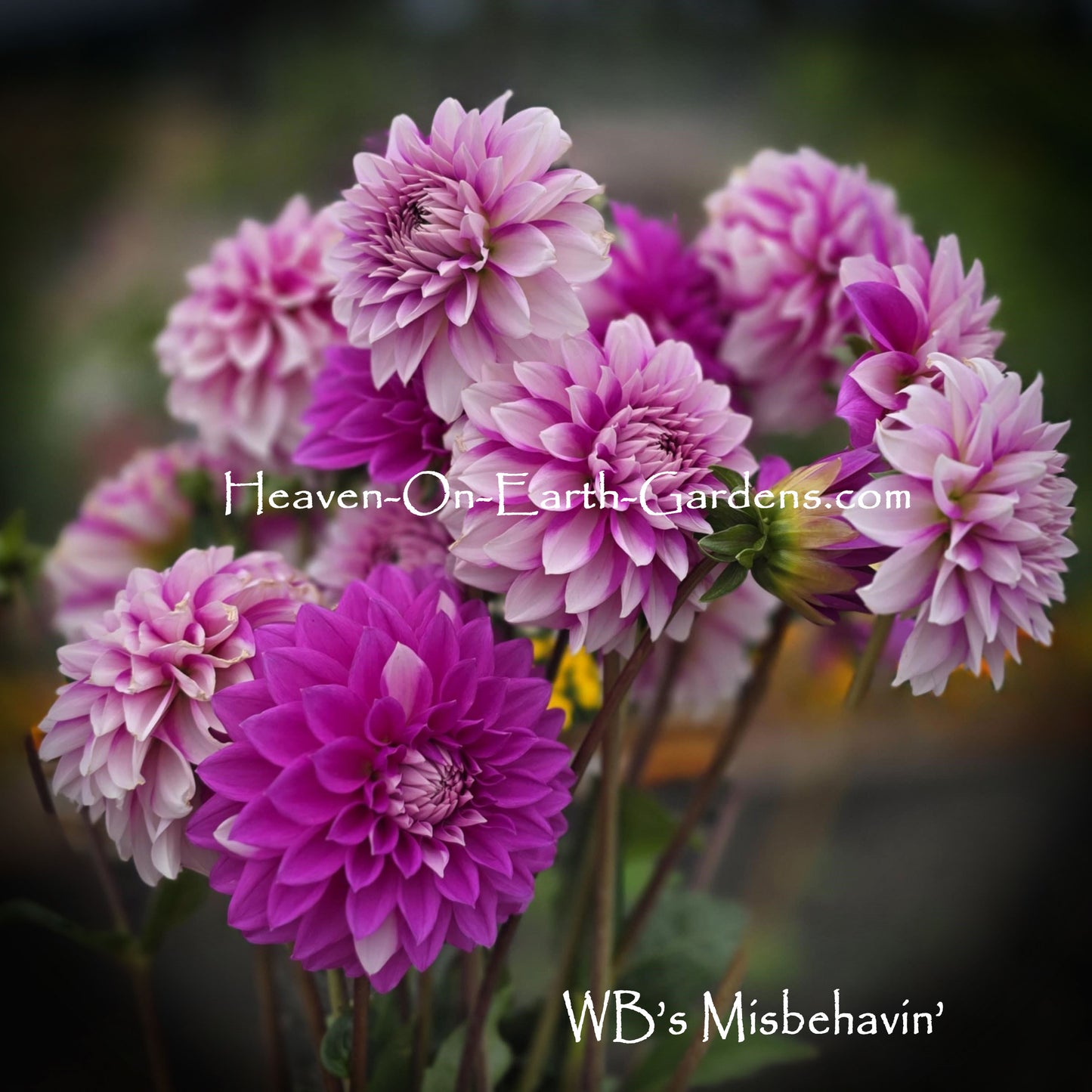 WB's Miss Behavin'
