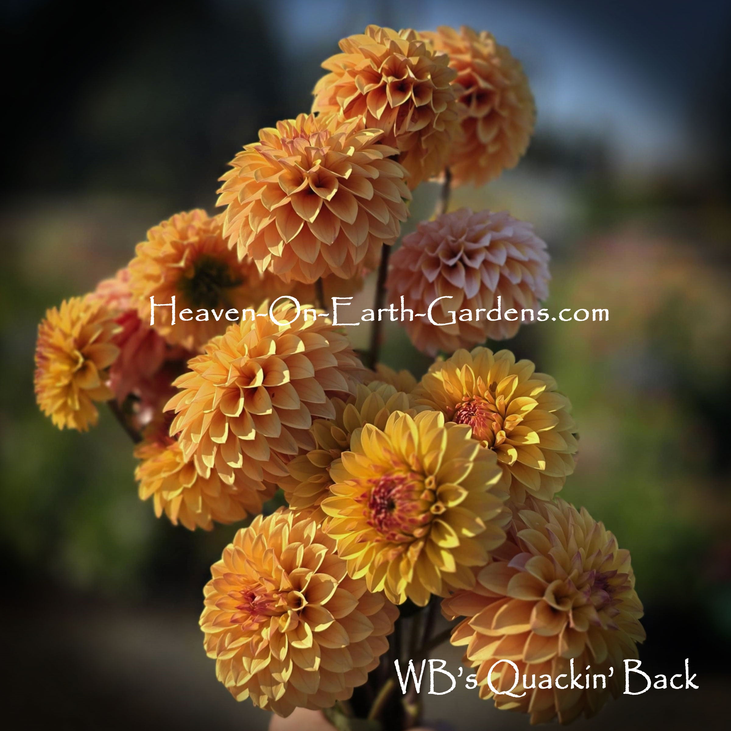 WB's Quackin Back – Heaven On Earth Gardens