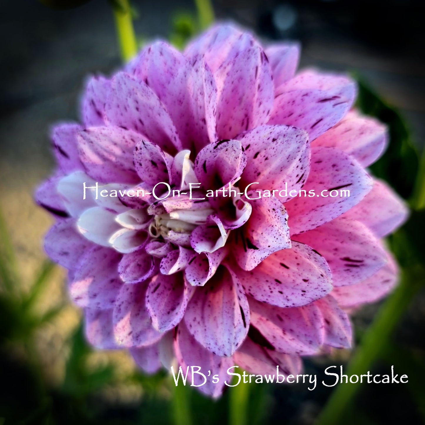 WB's Strawberry Shortcake