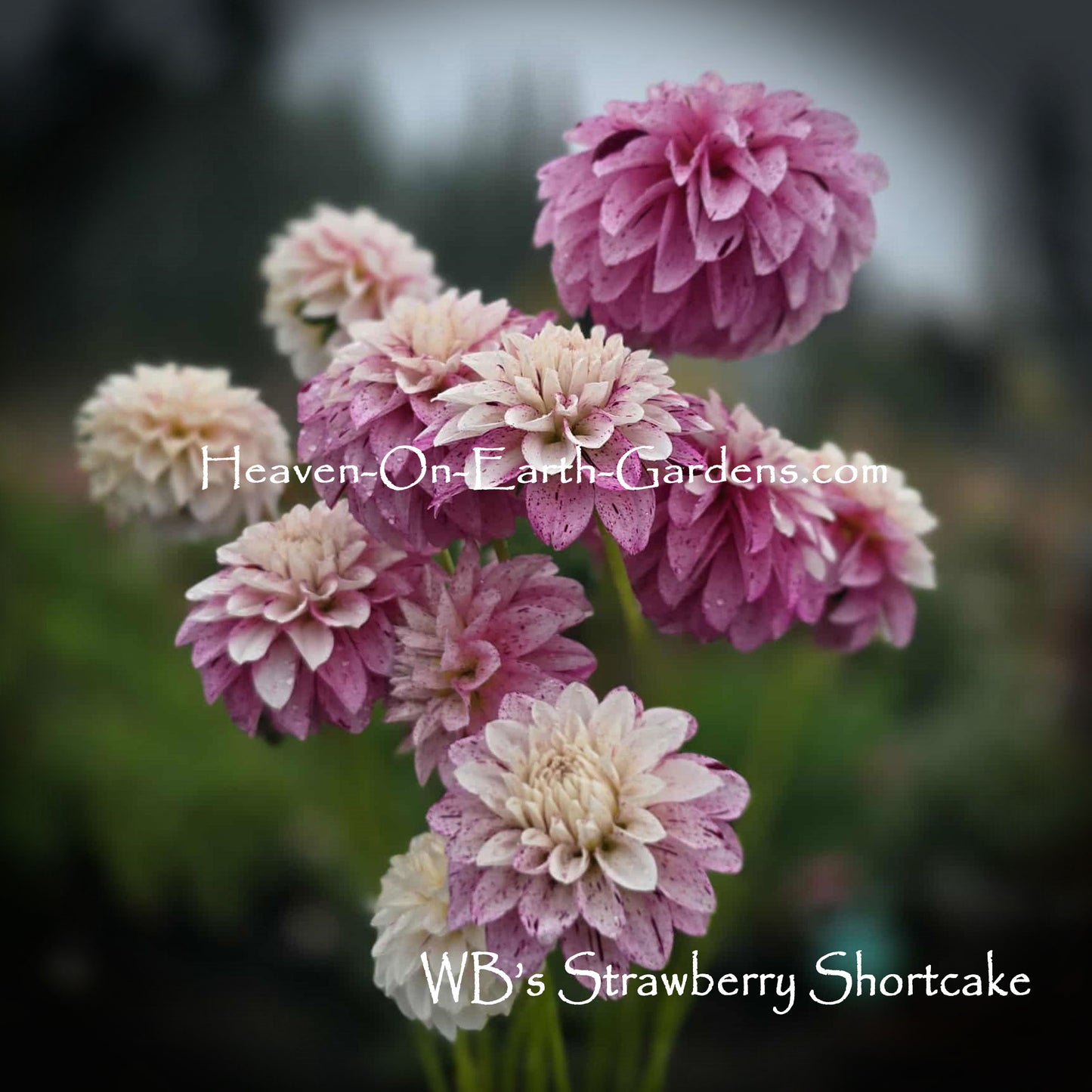 WB's Strawberry Shortcake