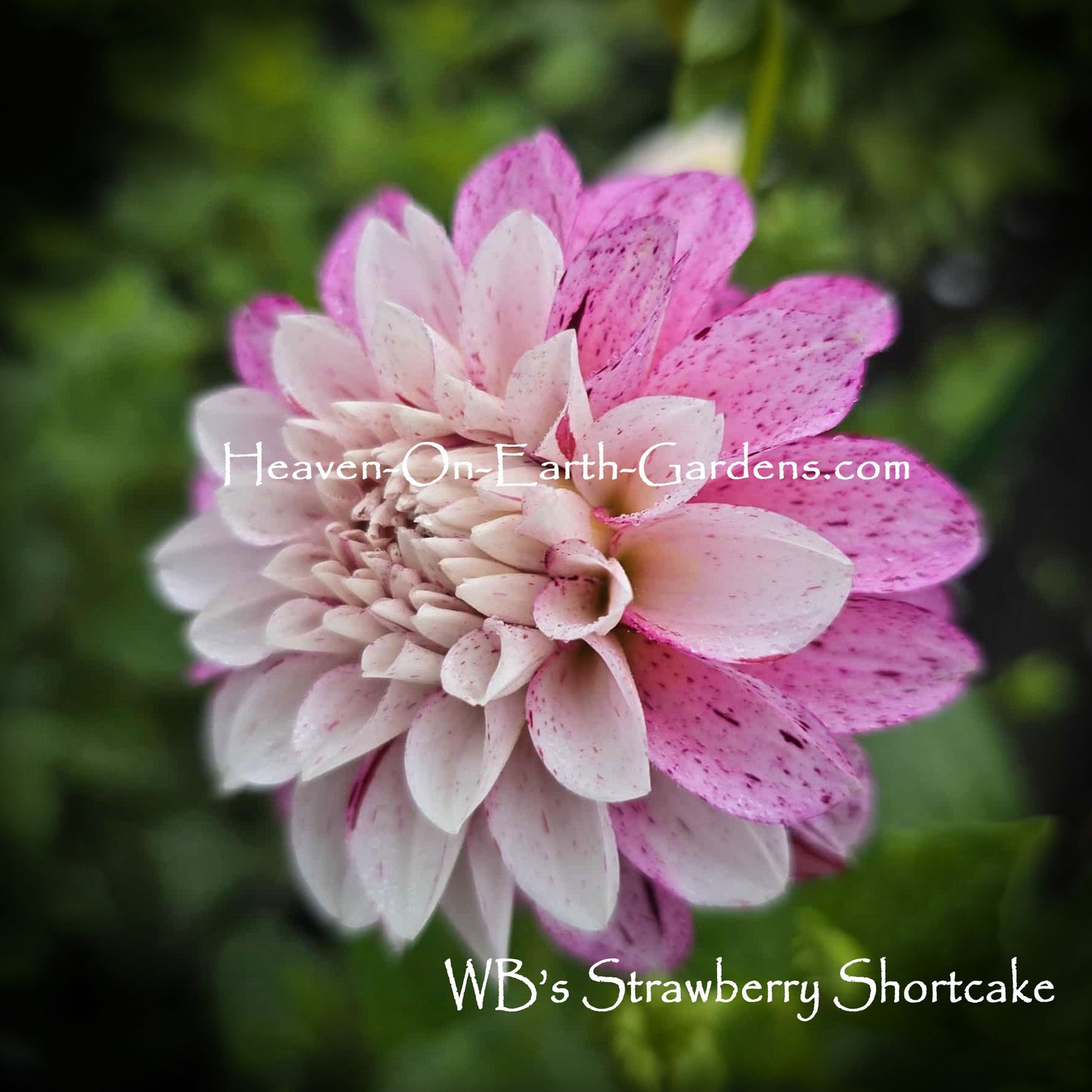 WB's Strawberry Shortcake