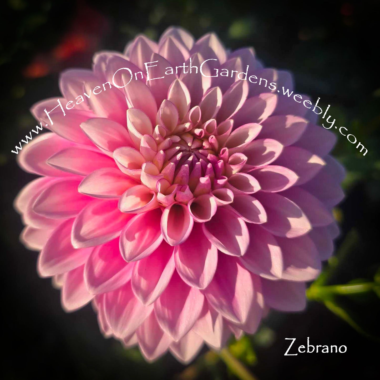 Zebrano