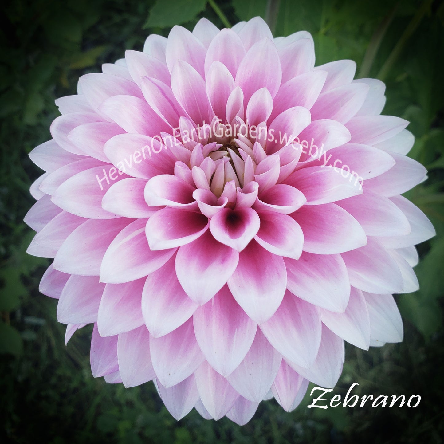 Zebrano