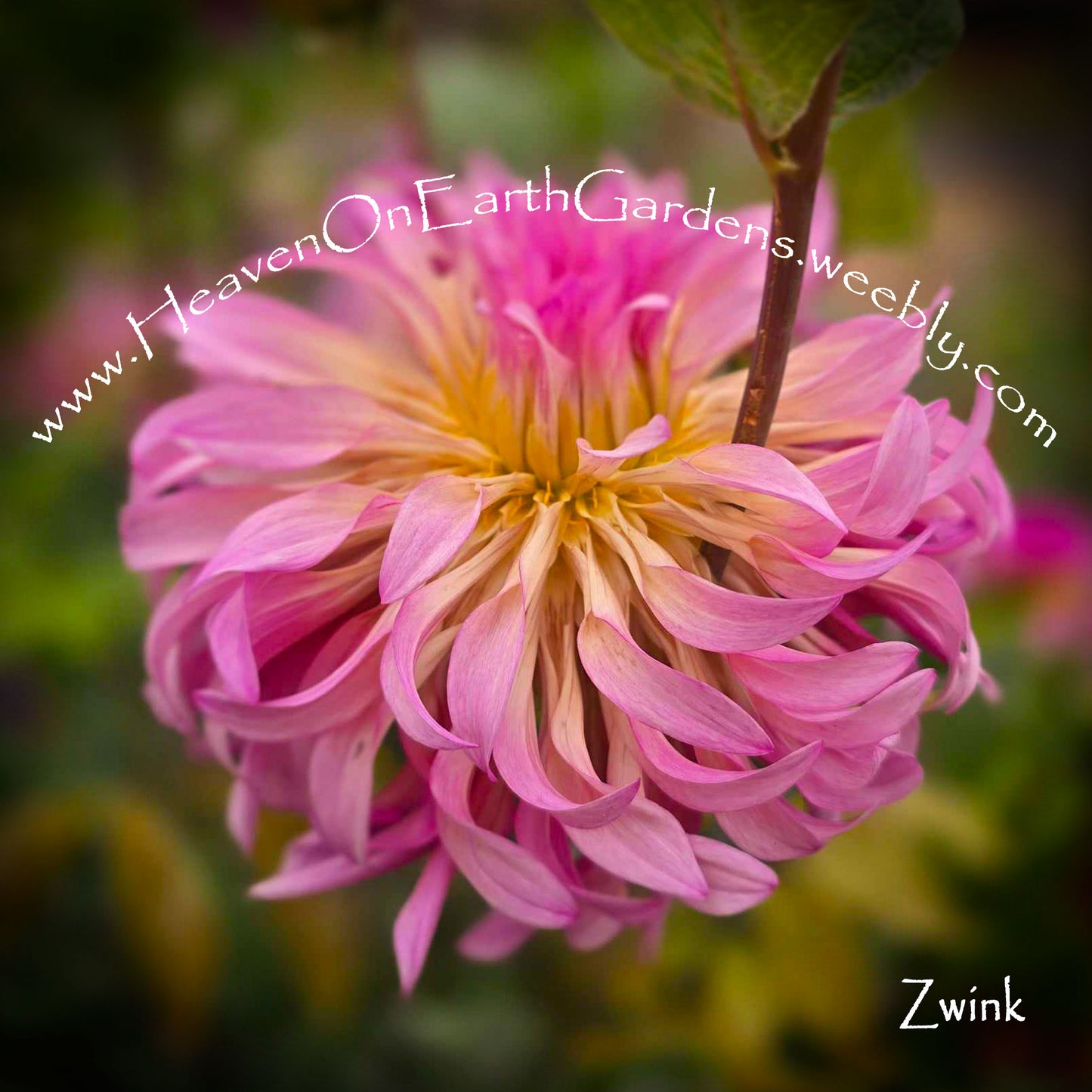 Zwink