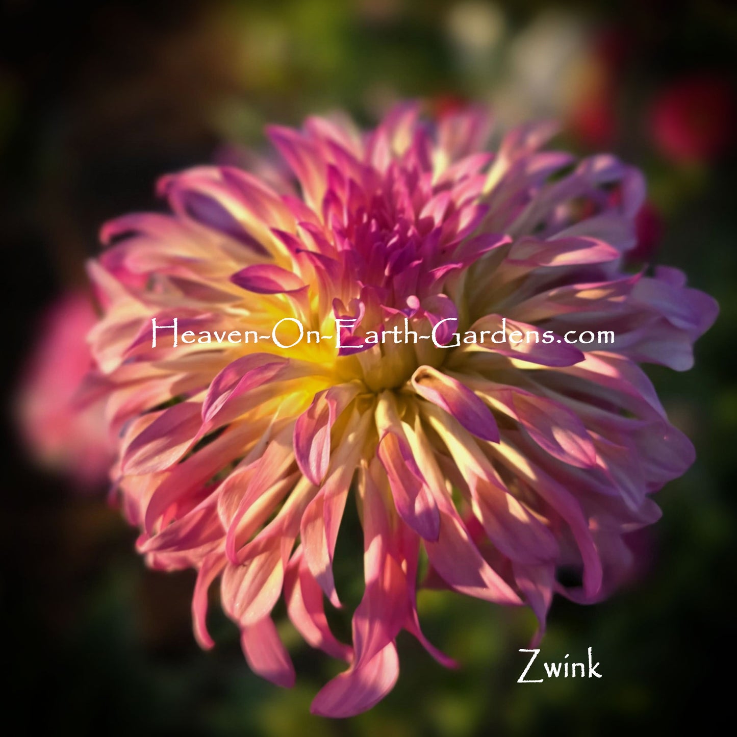 Zwink