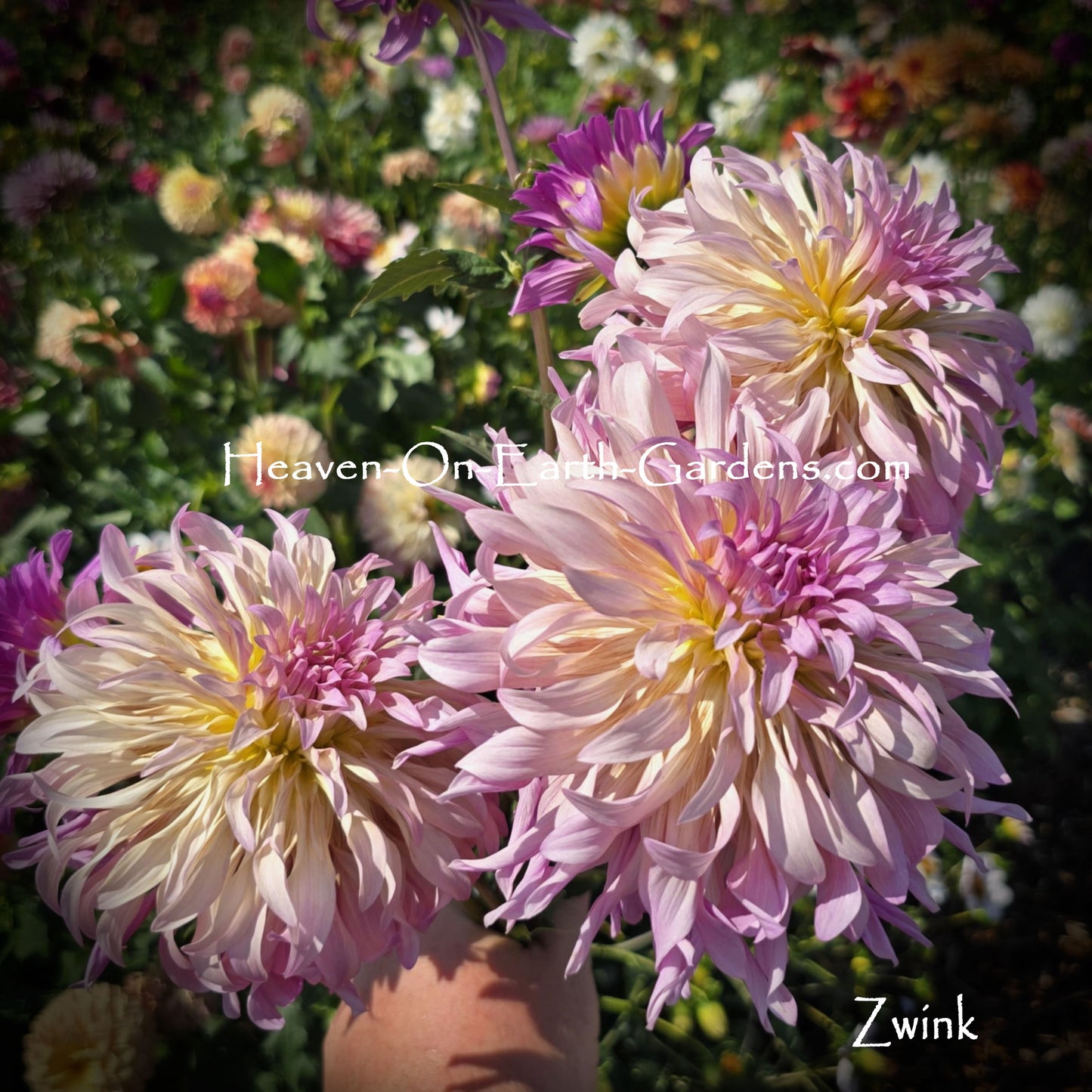 Zwink