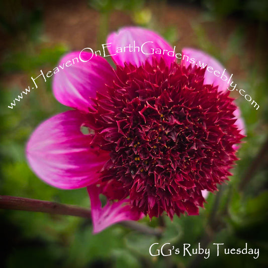 GG Ruby Tuesday