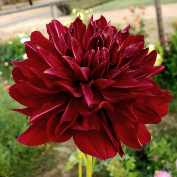 Hollyhill Wicked Witch Sport Red