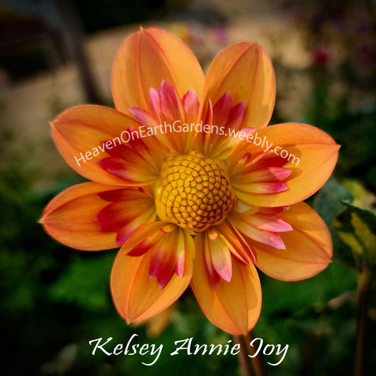 Keley Annie Joy
