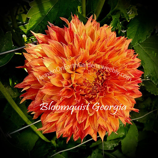 Bloomquist Georgia C
