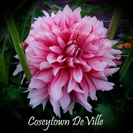 Coseytown ® DeVille