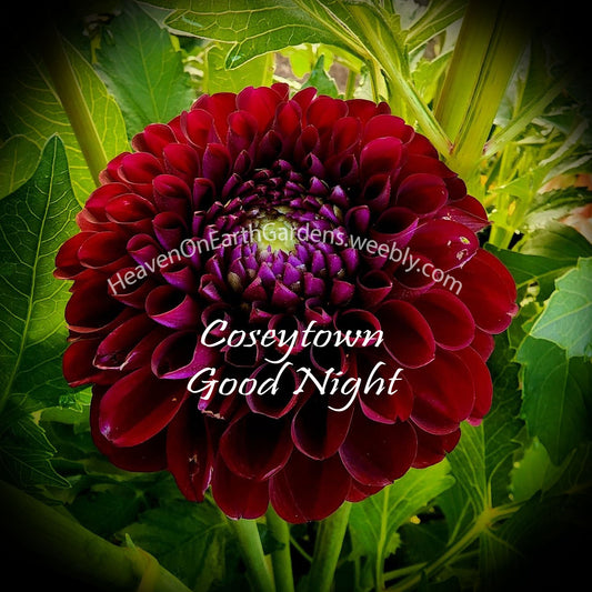 Coseytown ® Goodnight