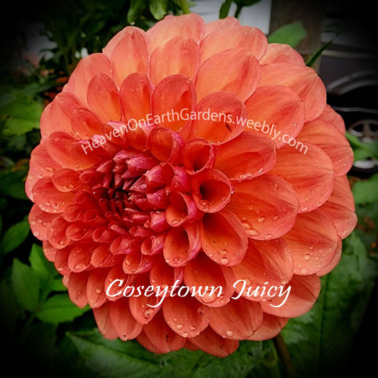 Coseytown ® Juicy