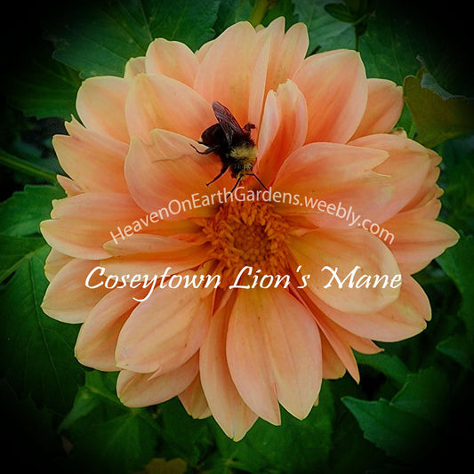 Coseytown ® Lions Mane