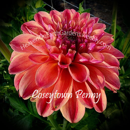 Coseytown ® Penny