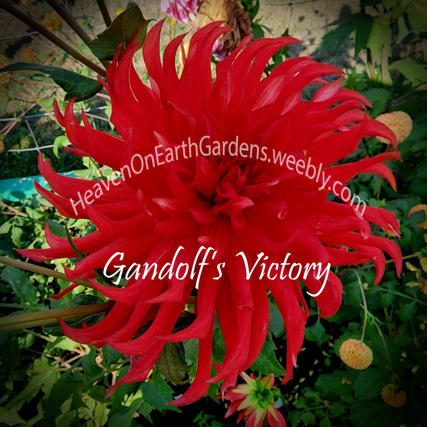 Gandolf's Victory