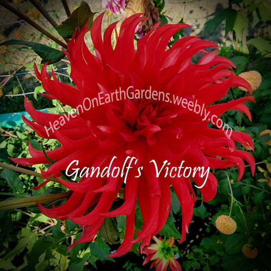 Gandolf's Victory