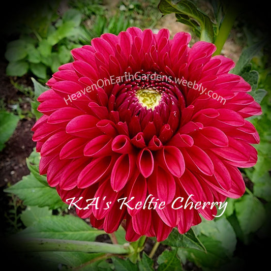 KA's ® Keltie Cherry