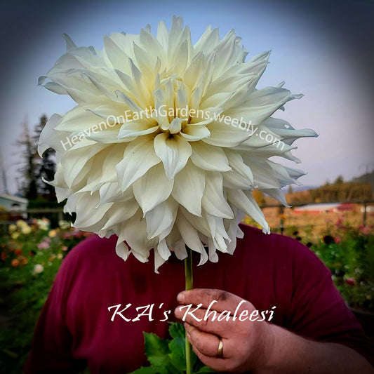 KA's ® Khaleesi