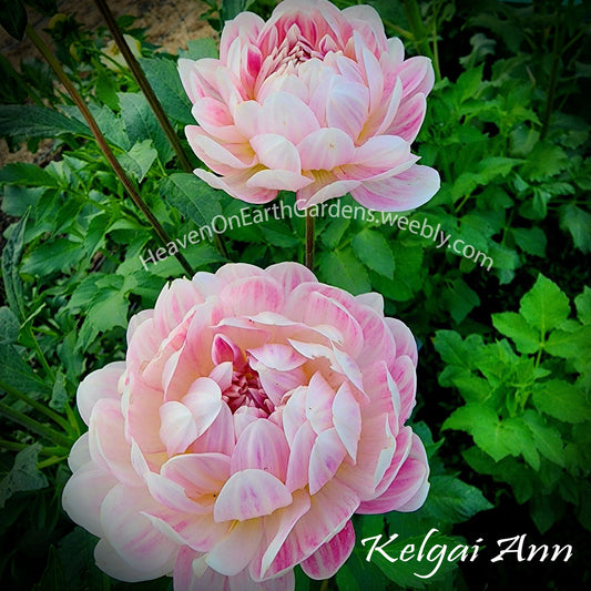 Kelgai Ann