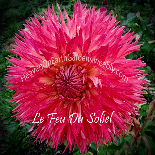 Le Feu Du Soleil
