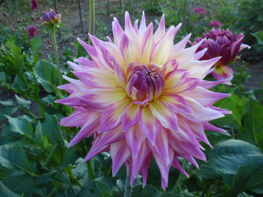 NOID Purple