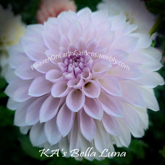 KA's ® Bella Luna