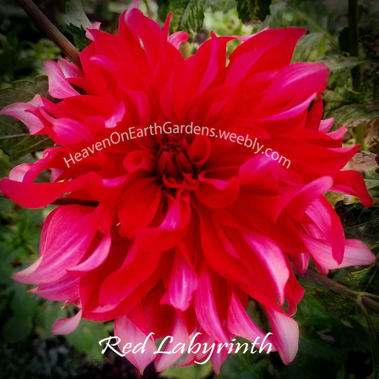Red Labyrinth