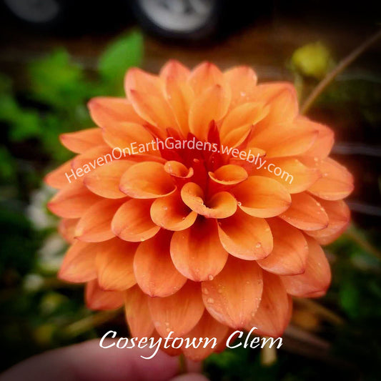Coseytown ® Clem