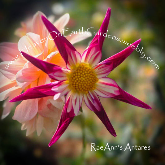 RaeAnn's Anteras