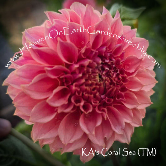 KA's ® Coral Sea